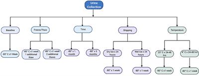 Stability of novel urinary biomarkers used for lupus nephritis